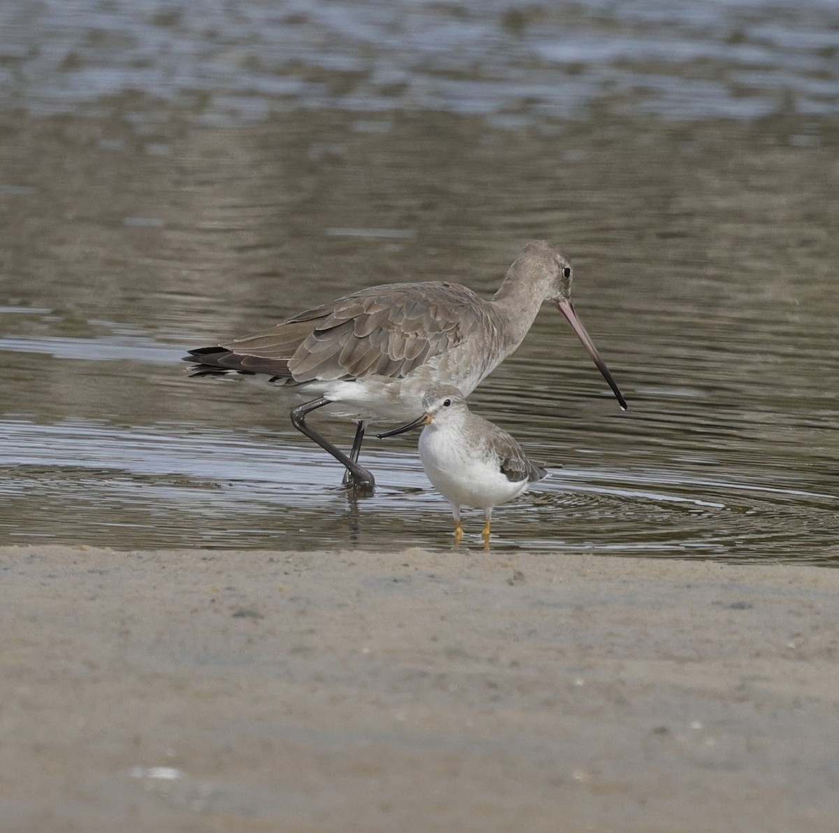 Terekwasserläufer - ML644200229