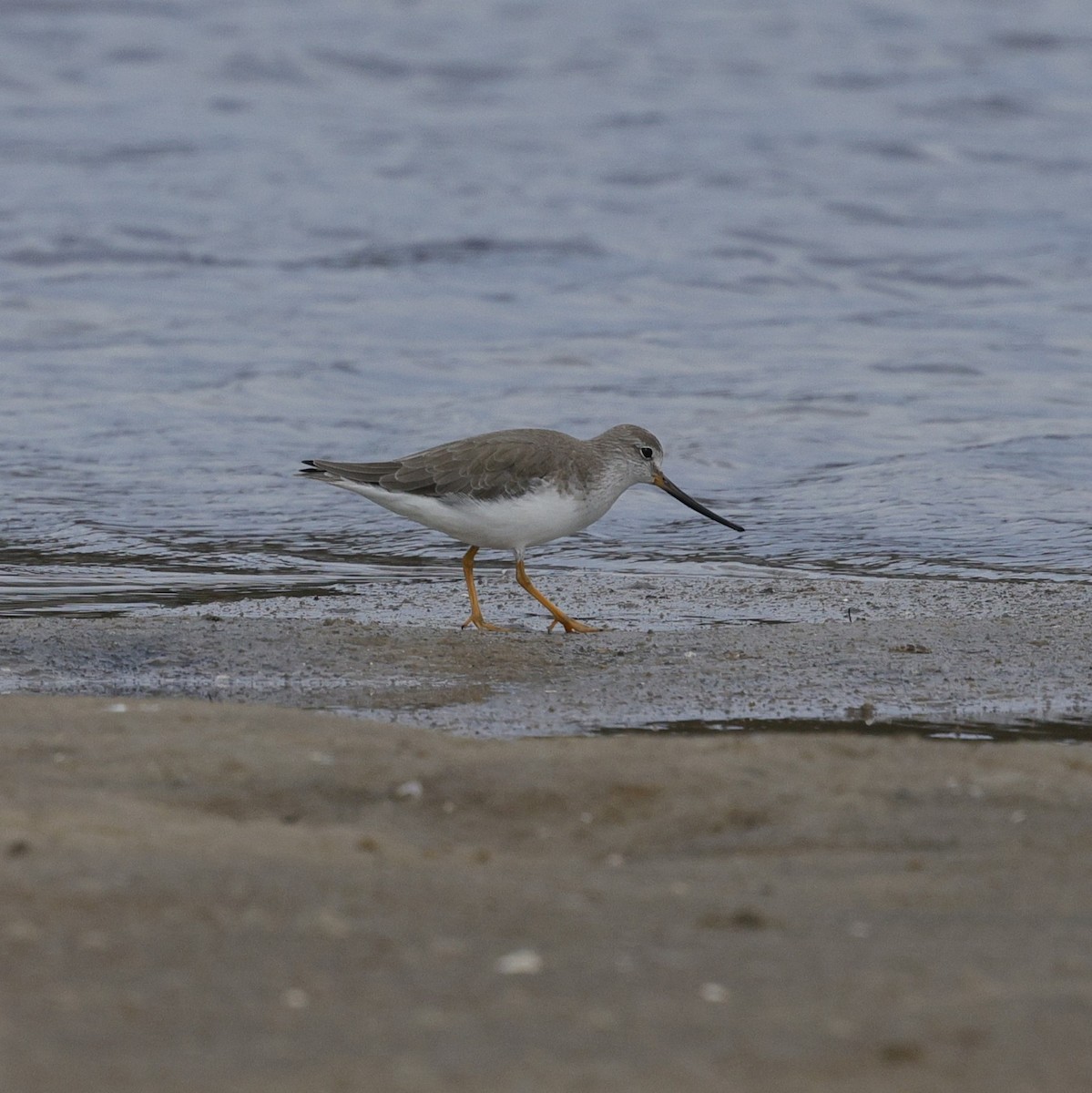 Terekwasserläufer - ML644200230