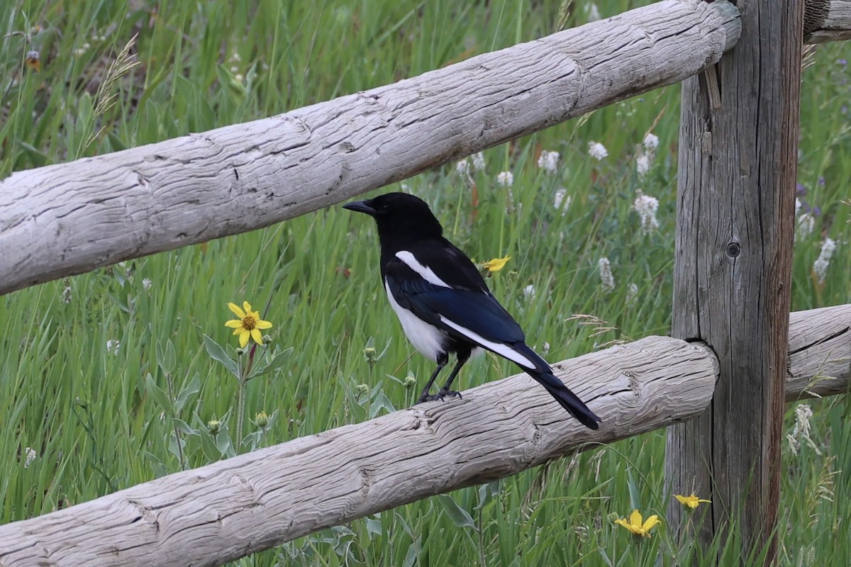 Black-billed Magpie - ML644200243