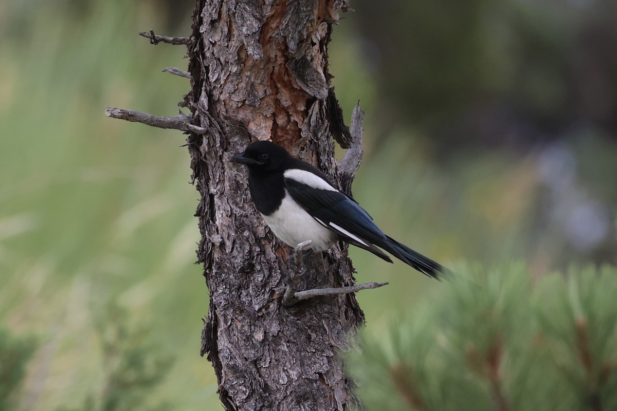 Black-billed Magpie - ML644200244
