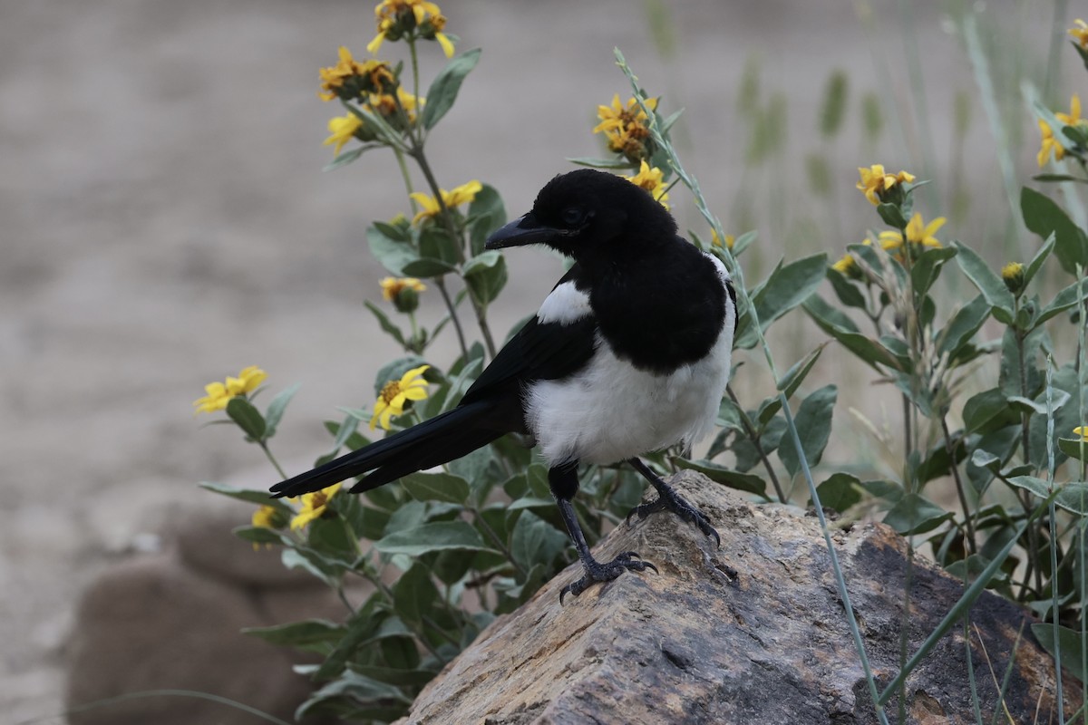 Black-billed Magpie - ML644200246