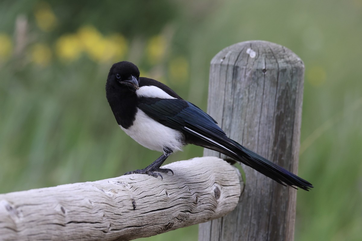 Black-billed Magpie - ML644200247