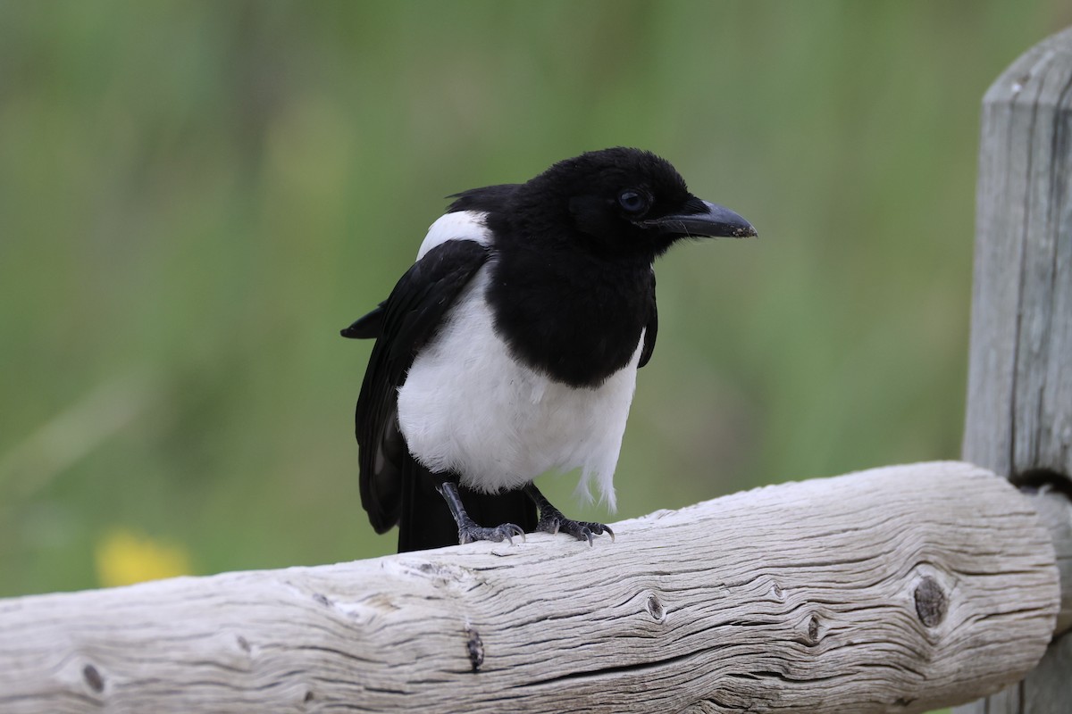 Black-billed Magpie - ML644200248