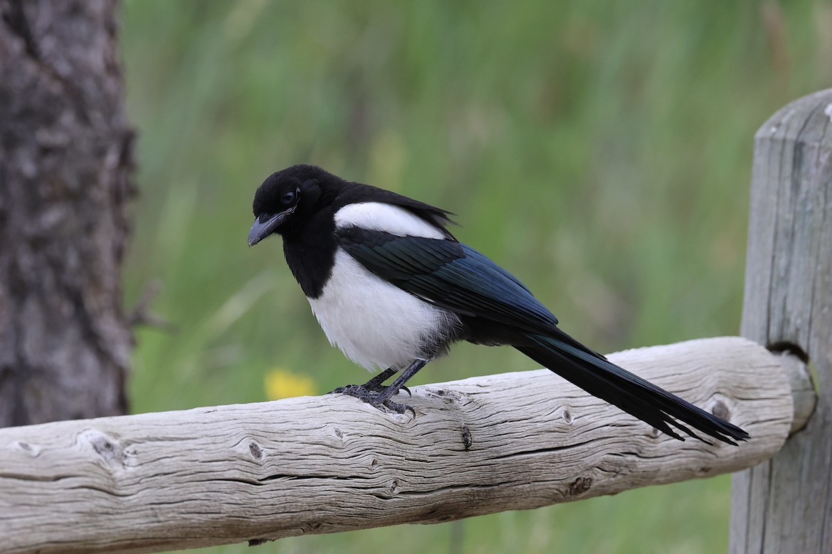 Black-billed Magpie - ML644200249