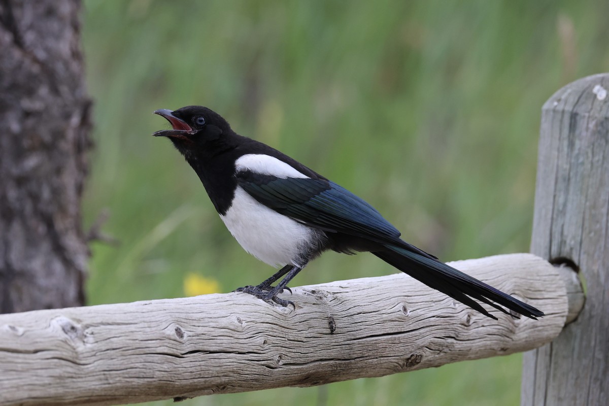 Black-billed Magpie - ML644200250