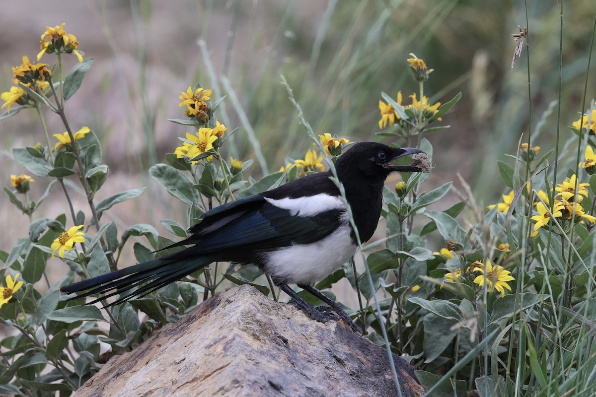 Black-billed Magpie - ML644200251
