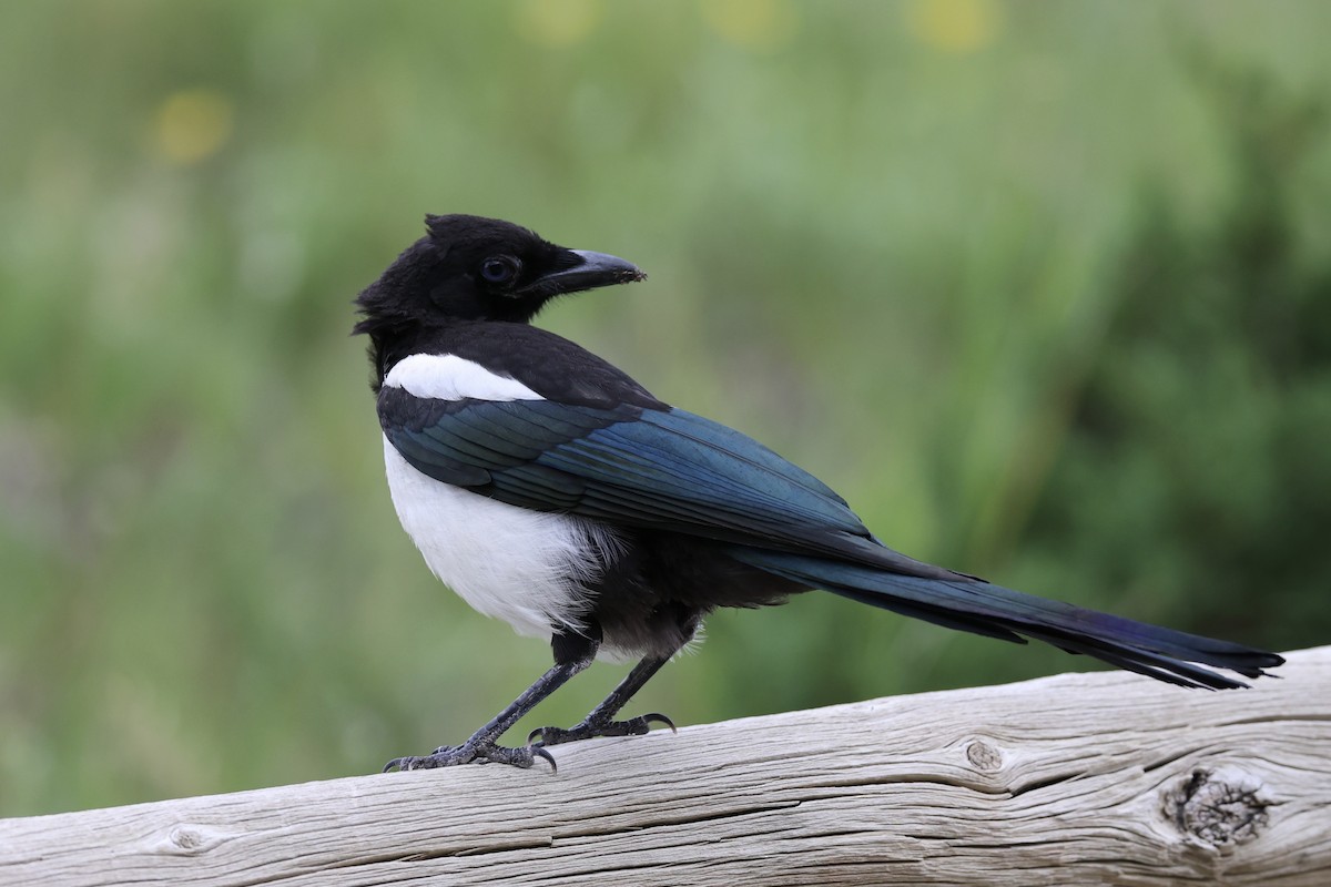 Black-billed Magpie - ML644200252