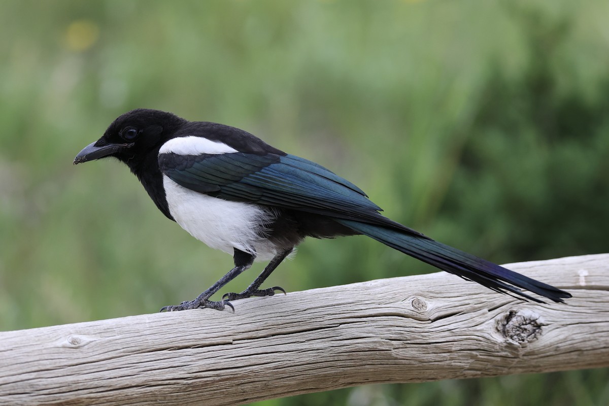 Black-billed Magpie - ML644200253