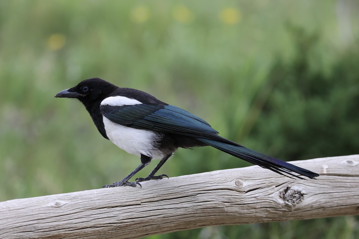 Black-billed Magpie - ML644200254