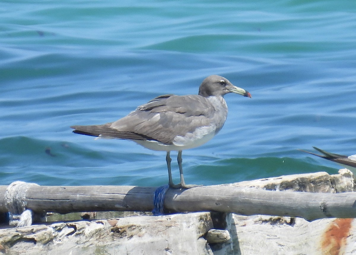 Sooty Gull - ML644200255