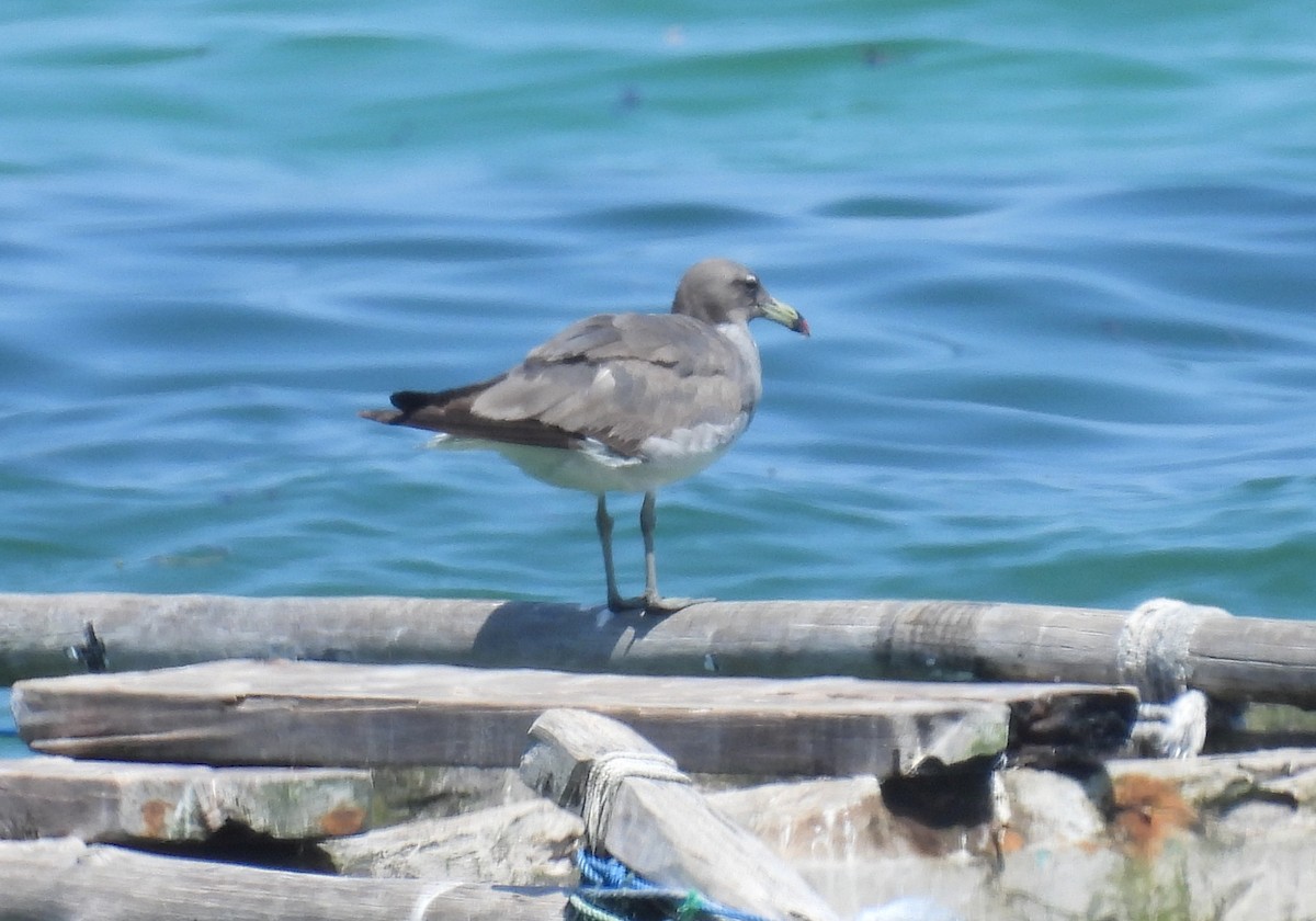 Sooty Gull - ML644200256