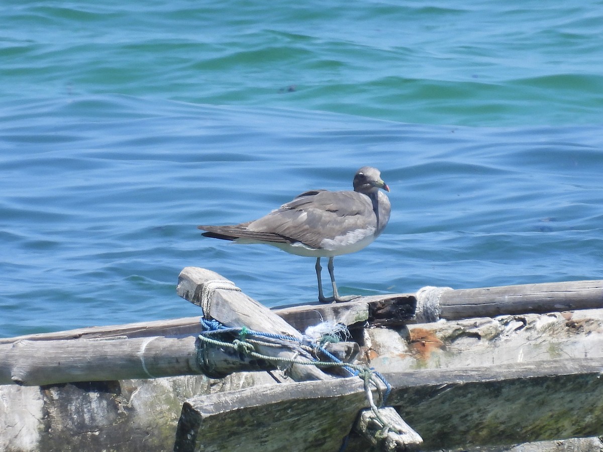 Sooty Gull - ML644200257