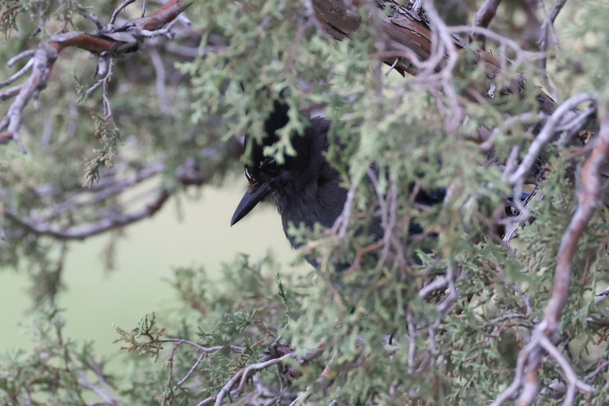 Steller's Jay - ML644200258
