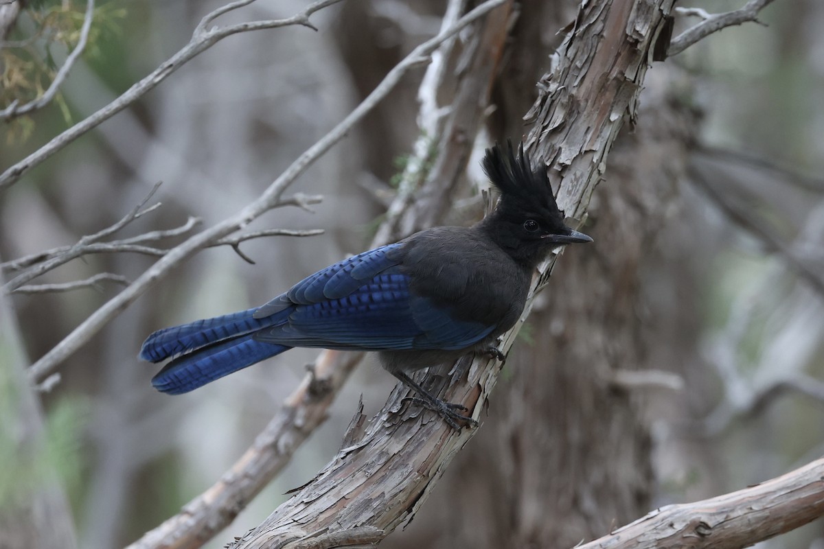 Steller's Jay - ML644200259