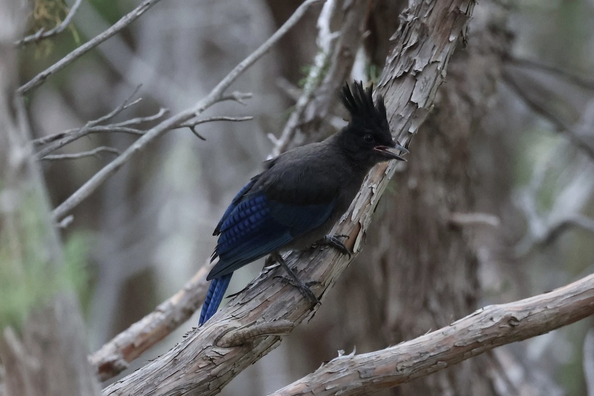 Steller's Jay - ML644200260