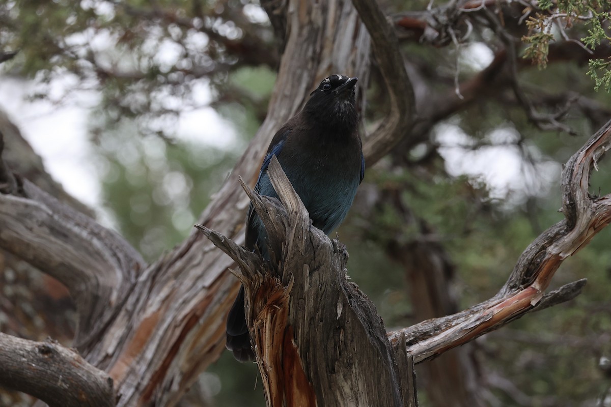 Steller's Jay - ML644200261