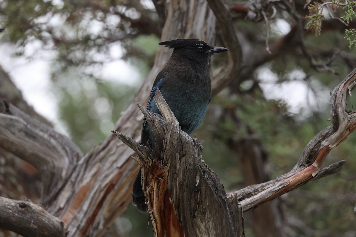 Steller's Jay - ML644200262