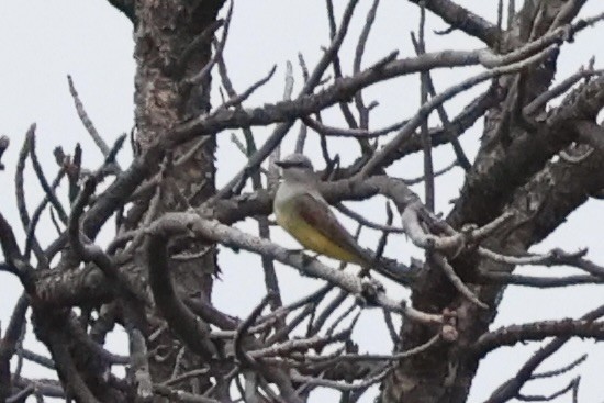 Western Kingbird - ML644200264
