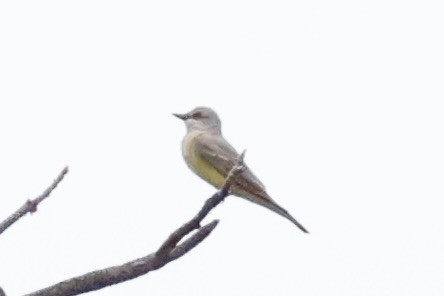 Western Kingbird - ML644200265