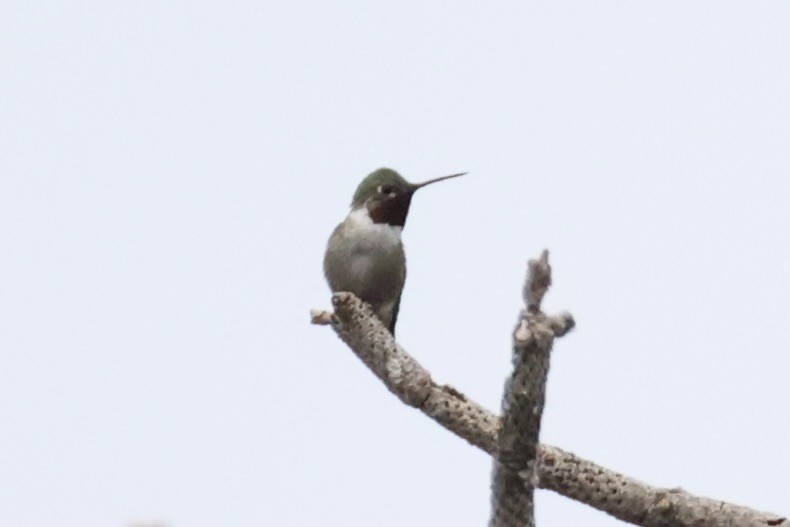 Broad-tailed Hummingbird - ML644200269