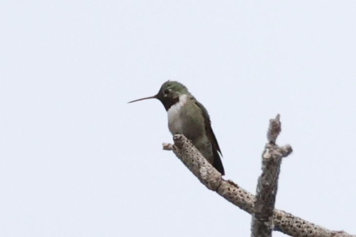 Broad-tailed Hummingbird - ML644200270