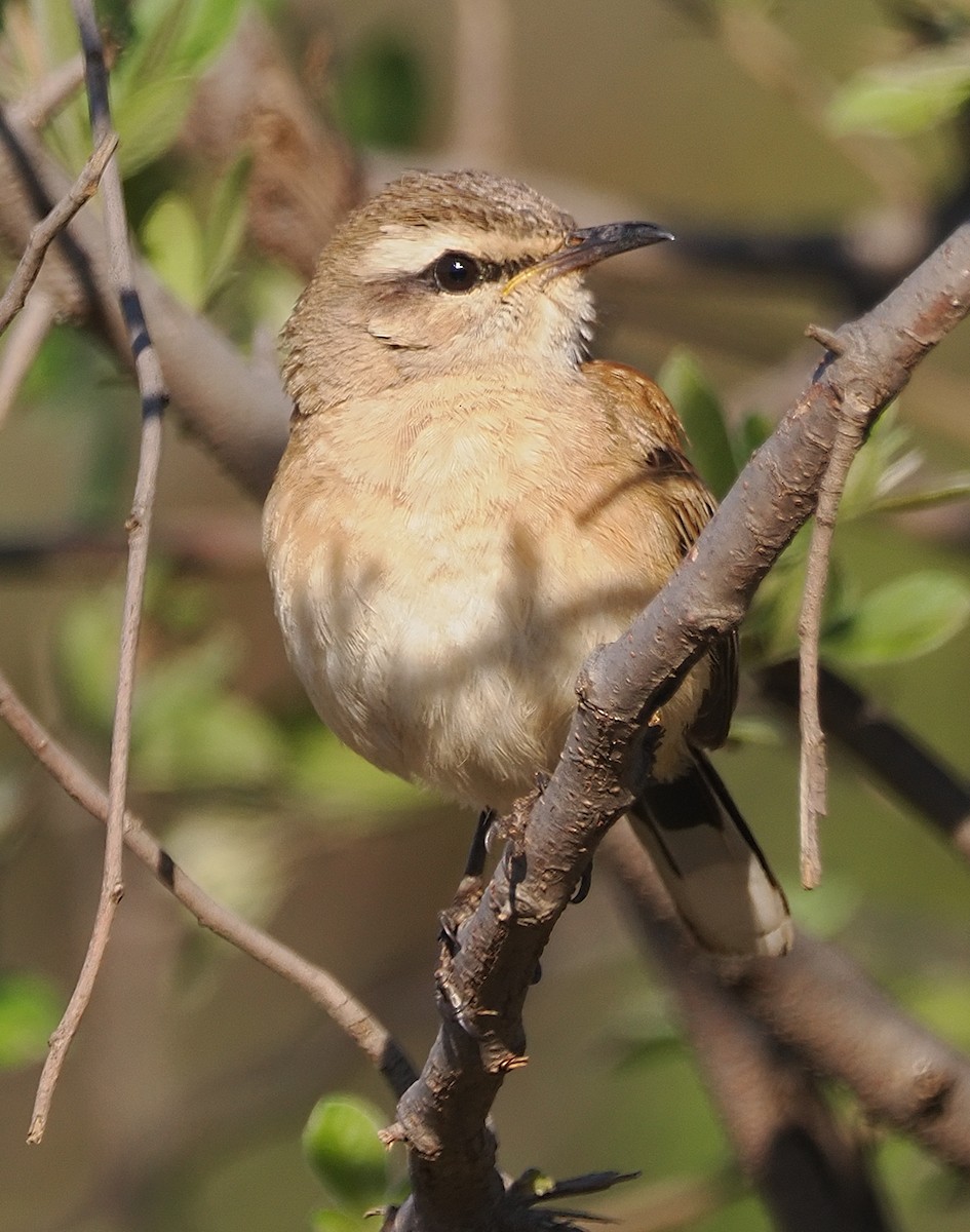 Kalahari Scrub-Robin - ML644200282