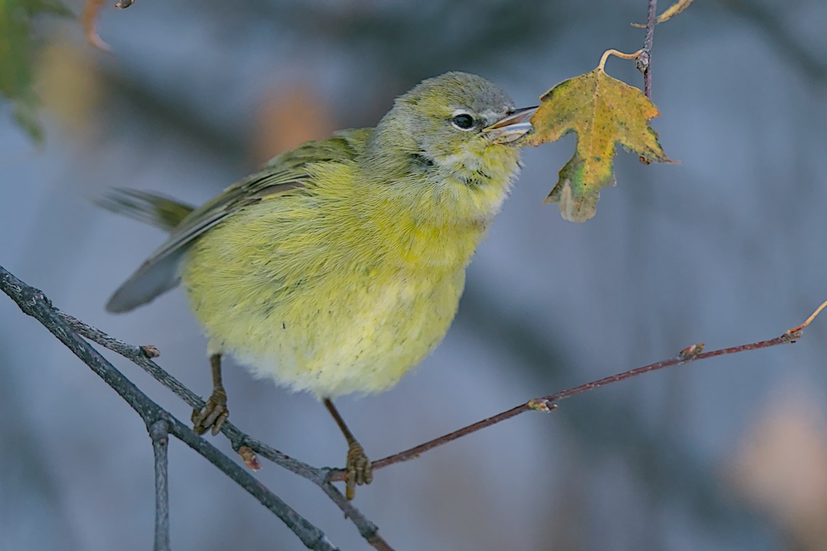 Orange-crowned Warbler - ML644200285