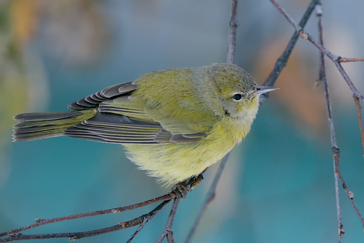 Orange-crowned Warbler - ML644200286