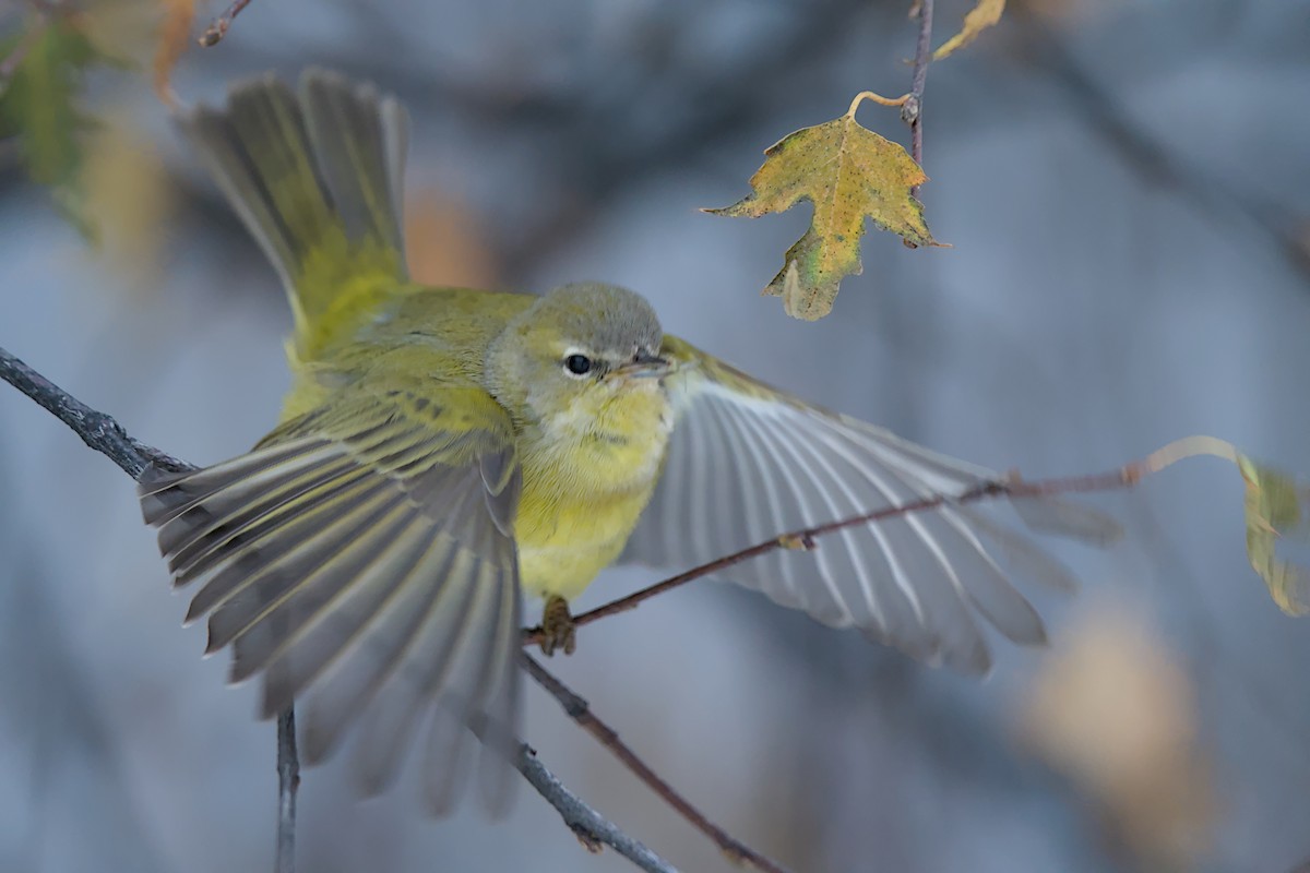 Orange-crowned Warbler - ML644200287