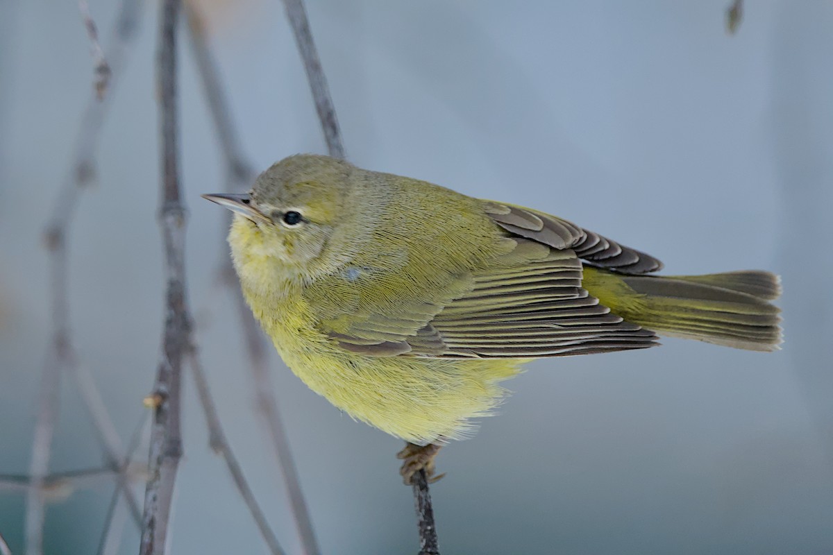 Orange-crowned Warbler - ML644200288