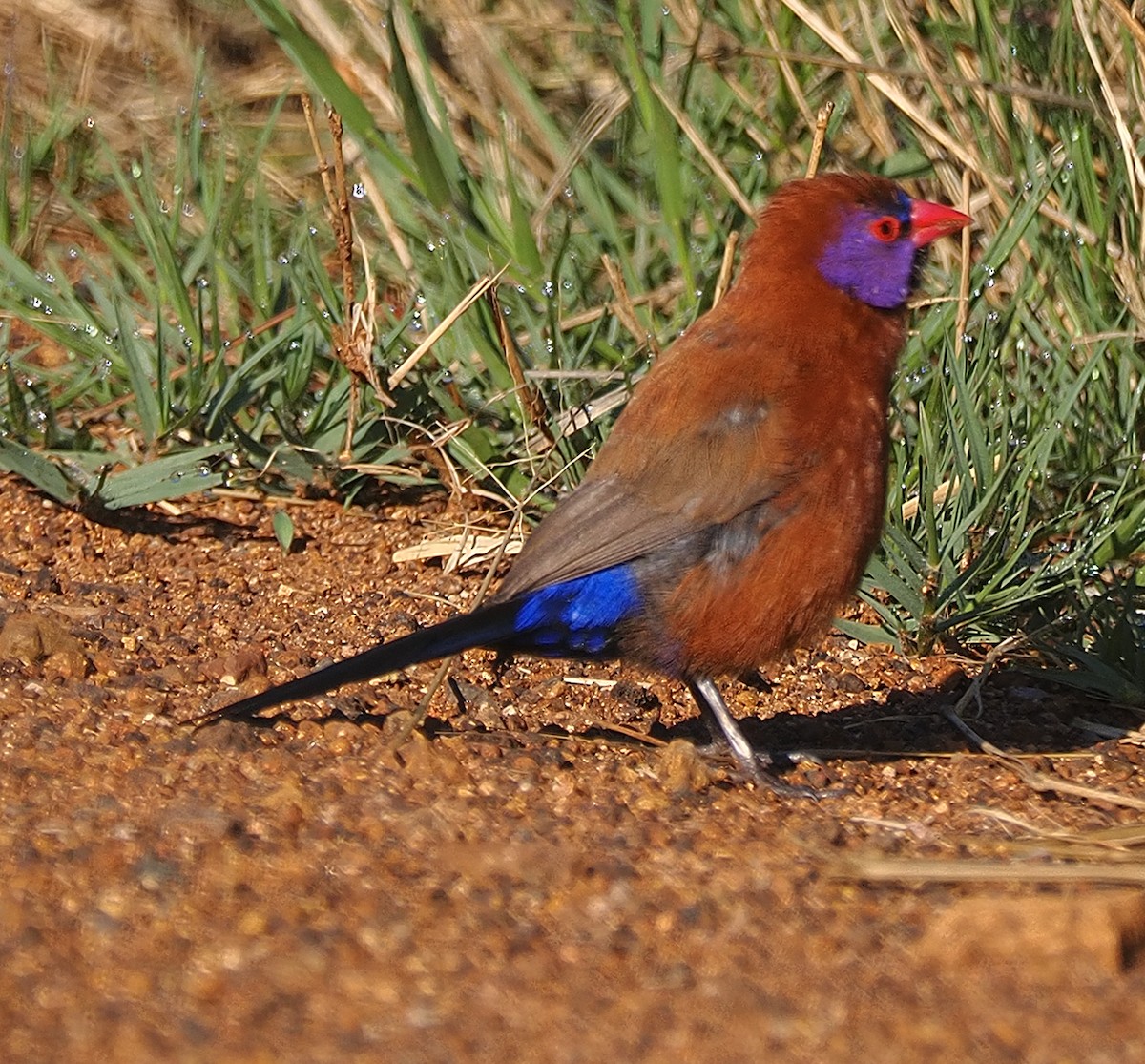 Violet-eared Waxbill - ML644200290