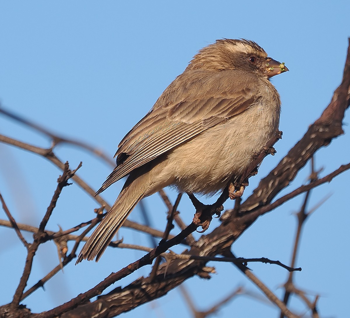 Streaky-headed Seedeater - ML644200292