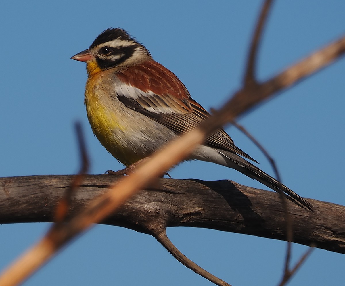 Golden-breasted Bunting - ML644200293