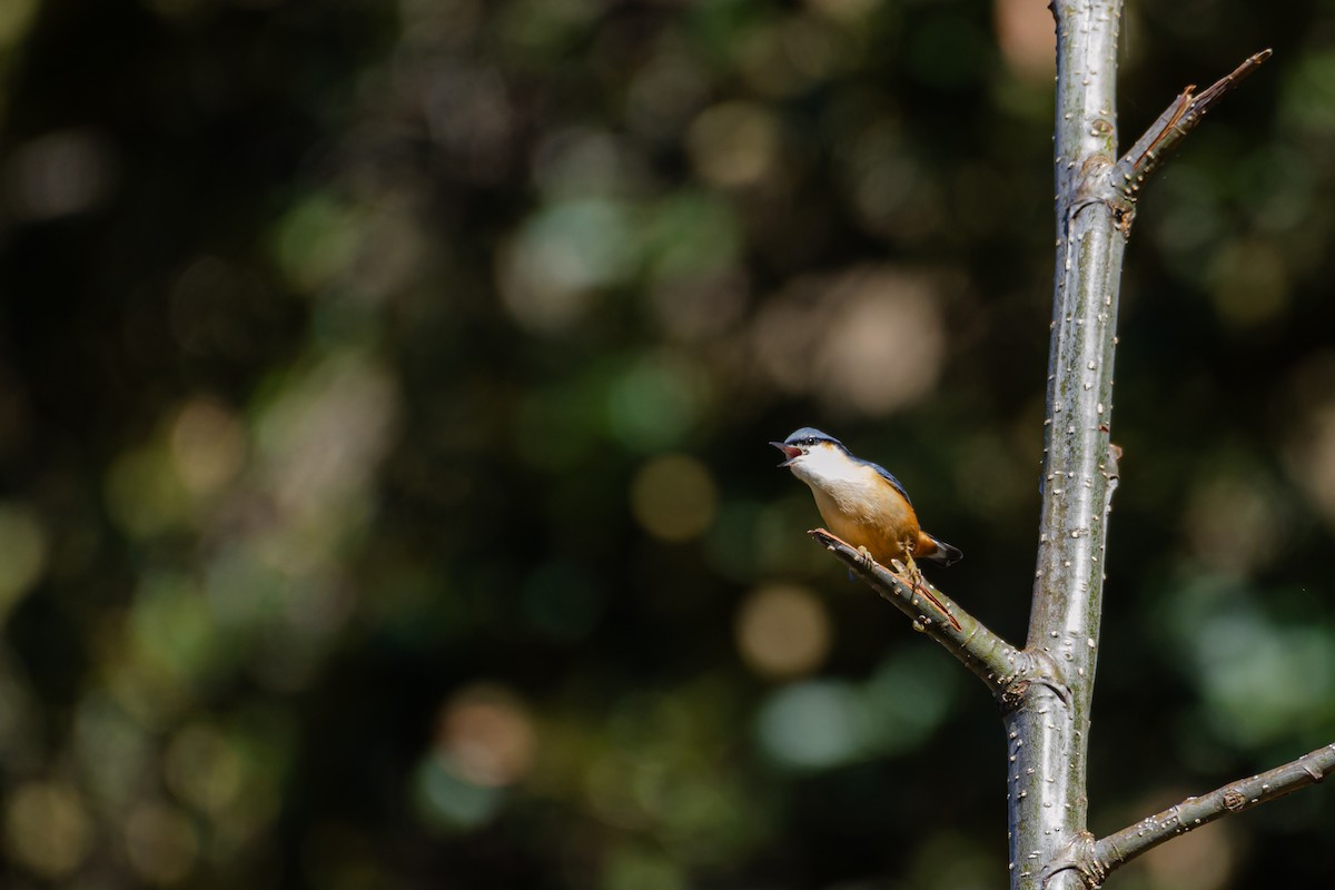 White-tailed Nuthatch - ML644200294