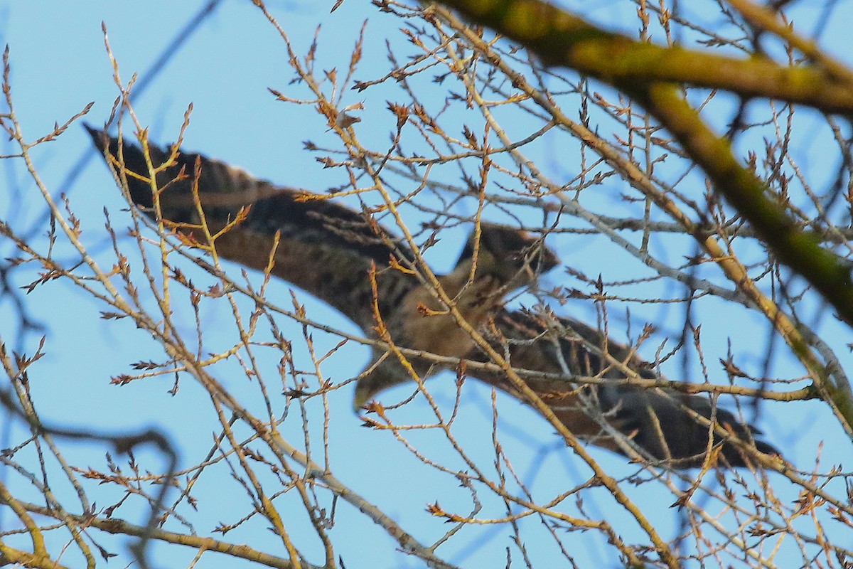 Aigle impérial - ML644200320