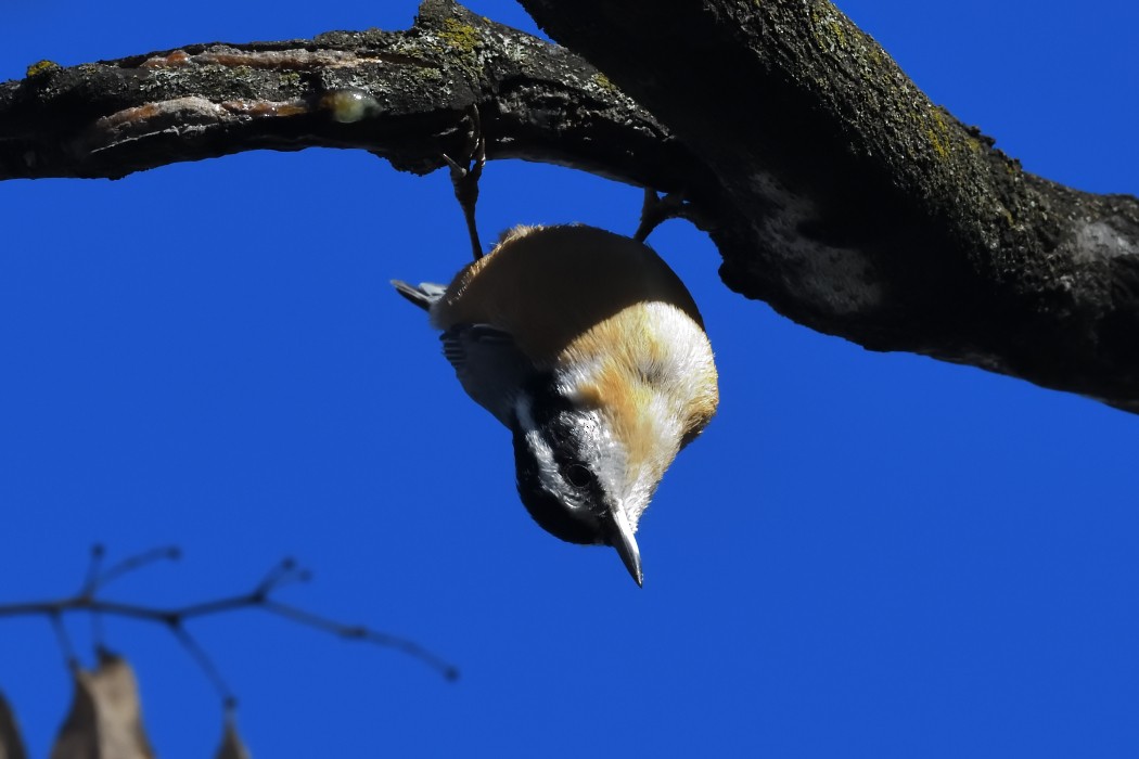 Trepador Canadiense - ML644200350