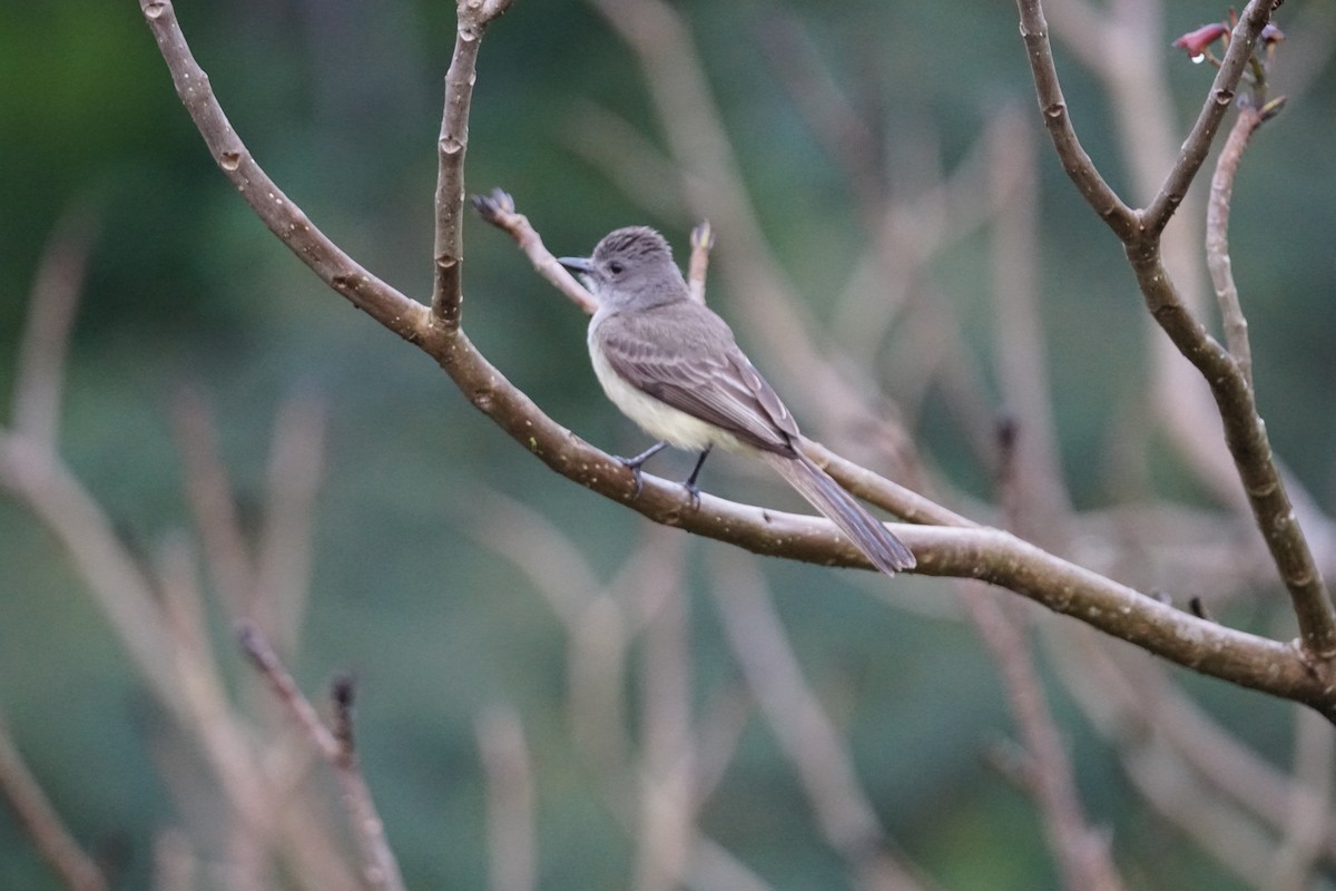 Panama Flycatcher - ML644200362