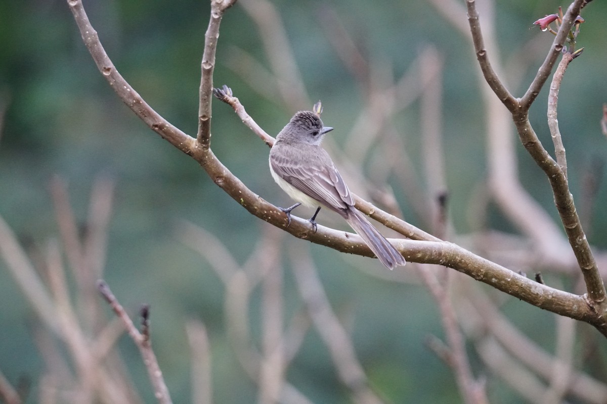Panama Flycatcher - ML644200363