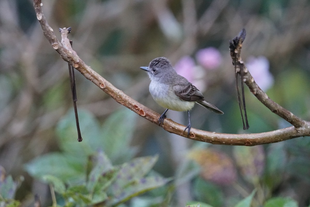 Panama Flycatcher - ML644200364