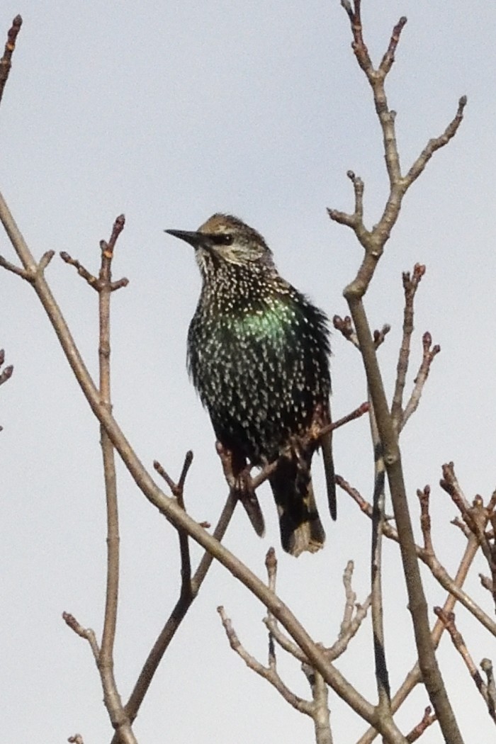 Estornino Pinto - ML644200386