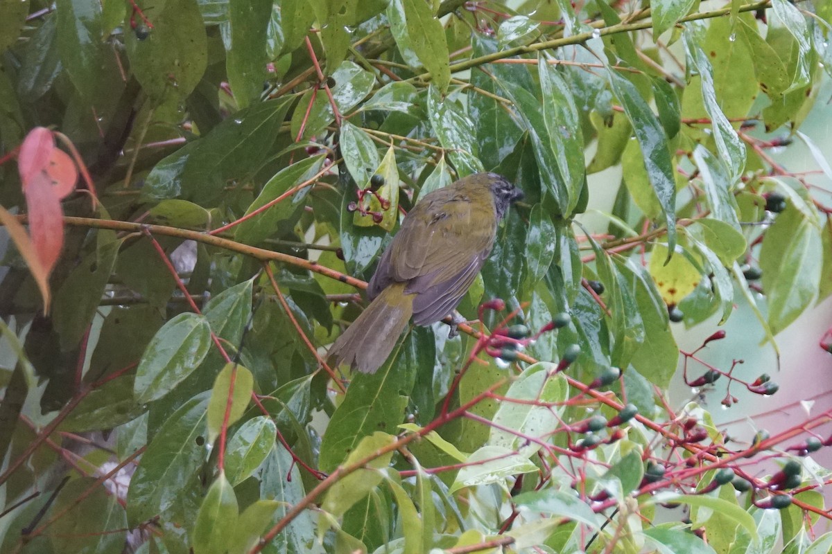 Buff-throated Saltator - ML644200389