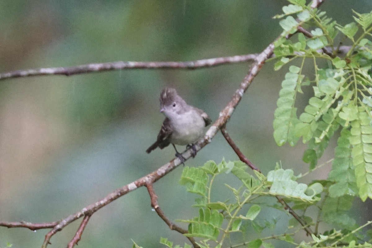 Yellow-bellied Elaenia - ML644200390