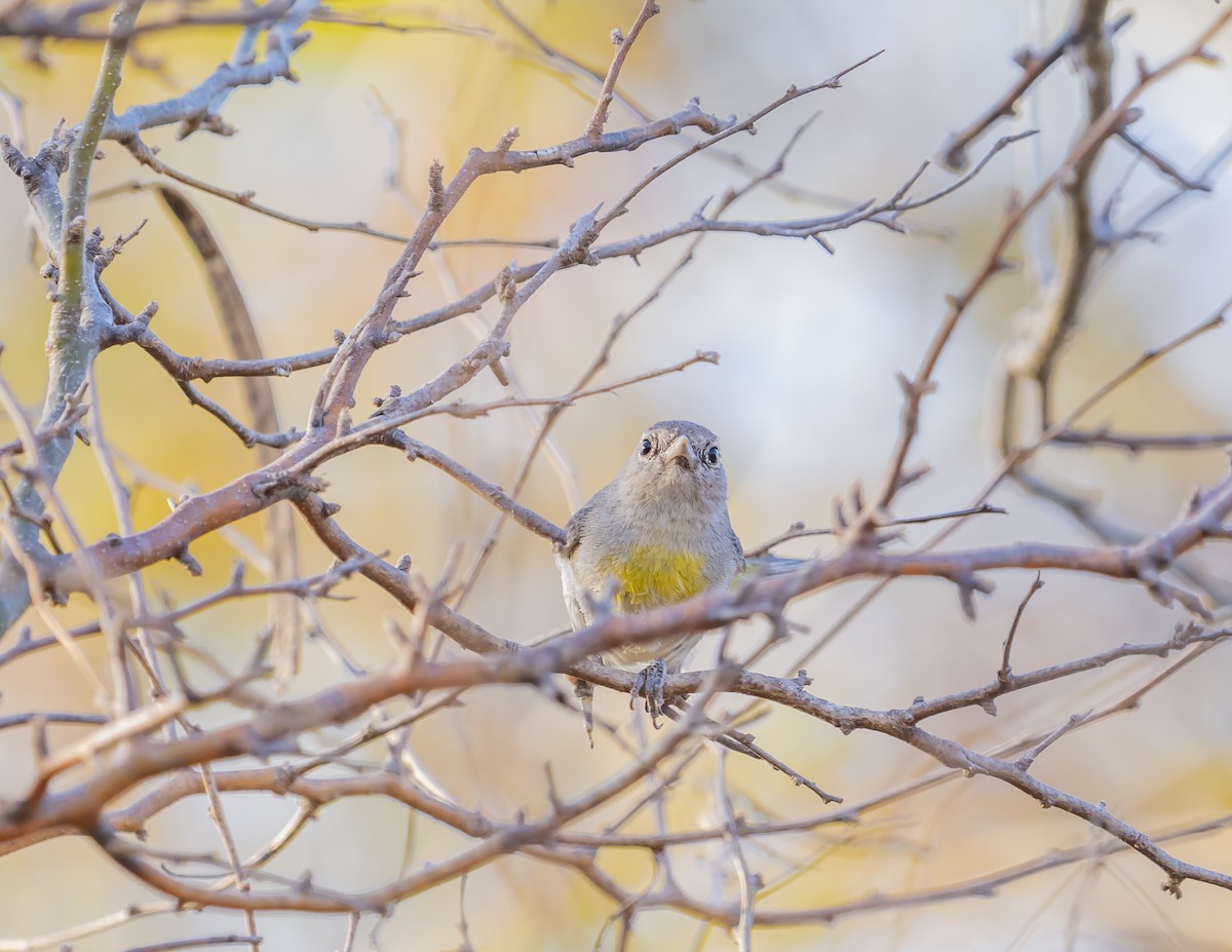 Virginia's Warbler - ML644200394
