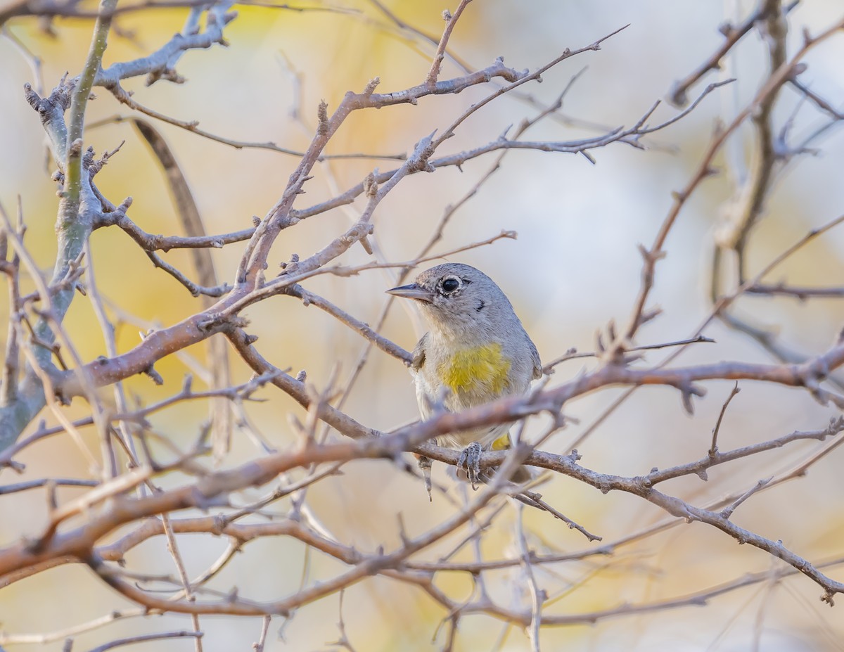 Virginia's Warbler - ML644200395