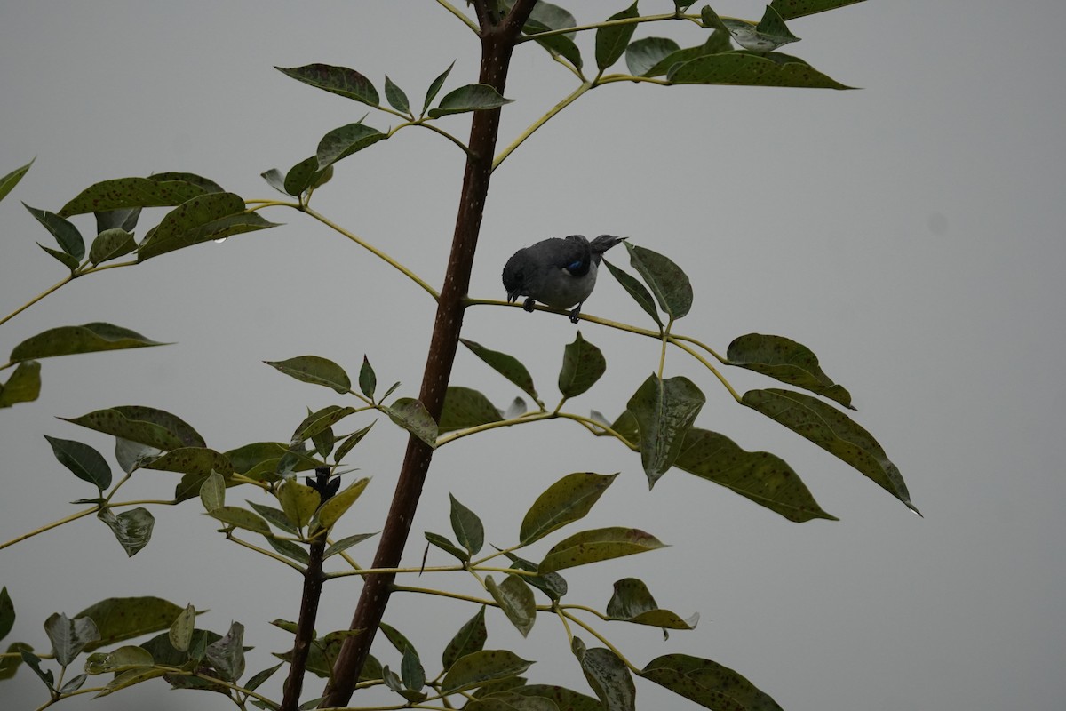 Plain-colored Tanager - ML644200396