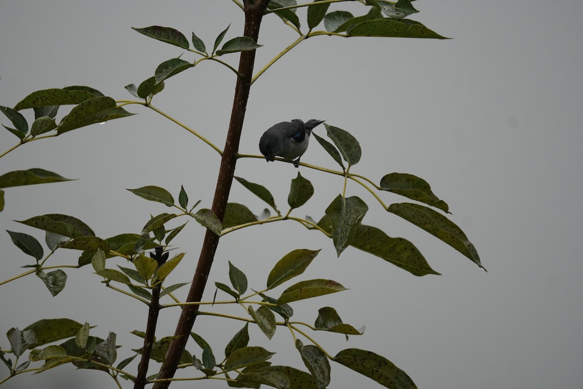 Plain-colored Tanager - ML644200397