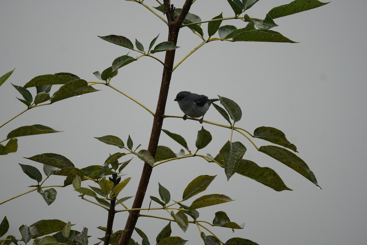 Plain-colored Tanager - ML644200398