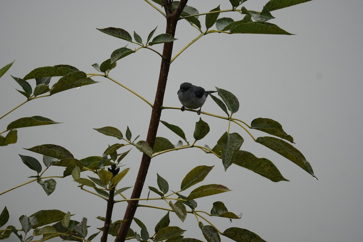 Plain-colored Tanager - ML644200399