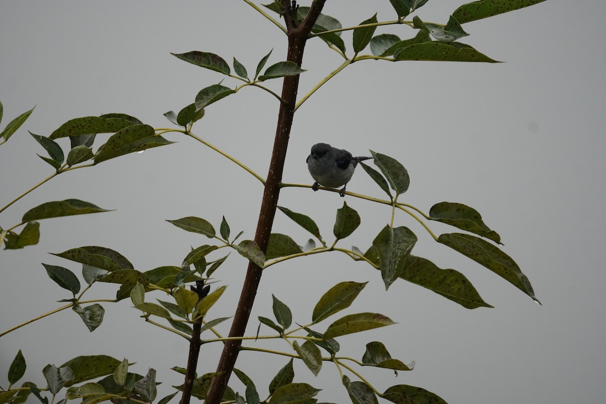 Plain-colored Tanager - ML644200400