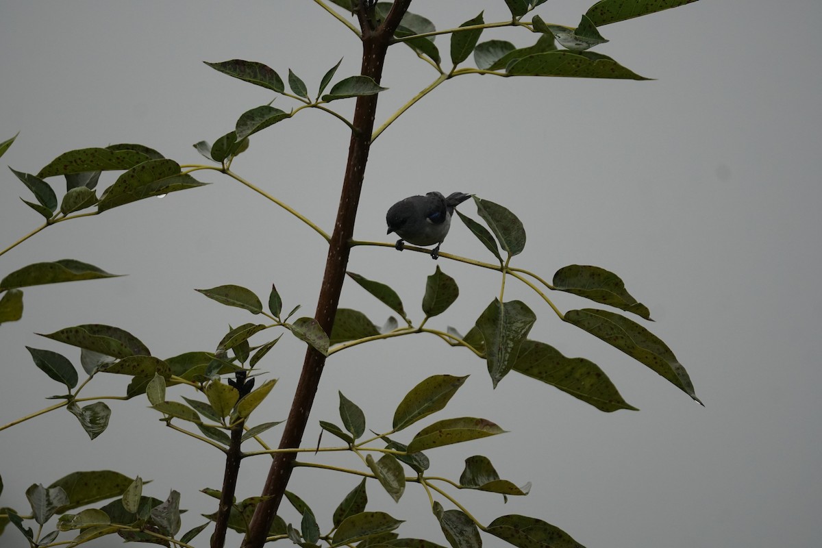 Plain-colored Tanager - ML644200401